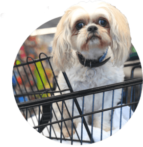 Small dog in shopping cart