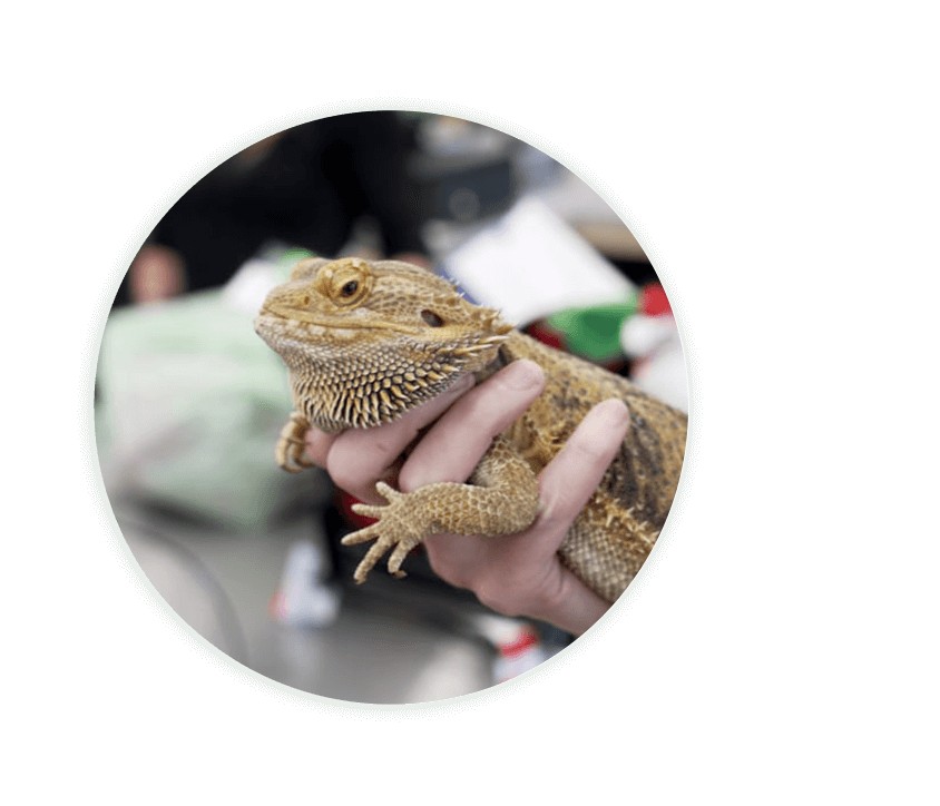 Lizard