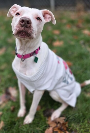 Regina, a rescue dog sponsored by Pet Supplies Plus